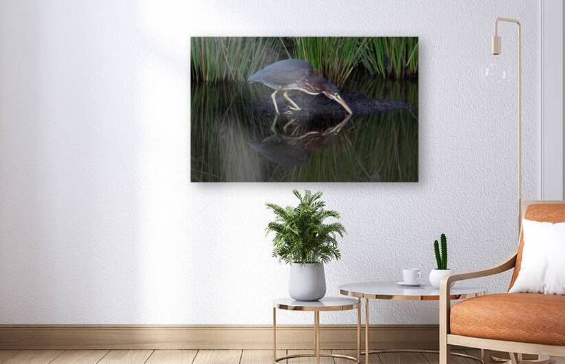 Green Heron - Mirror Moment by Chad Meyer