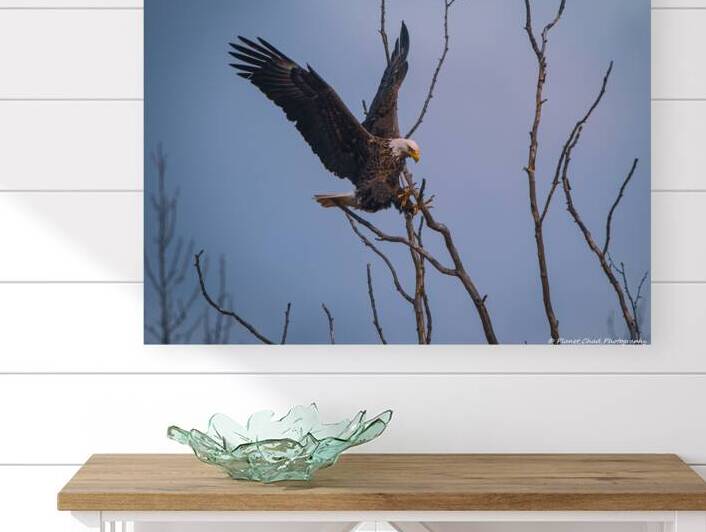 Bald Eagle - Sticking The Landing by Chad Meyer