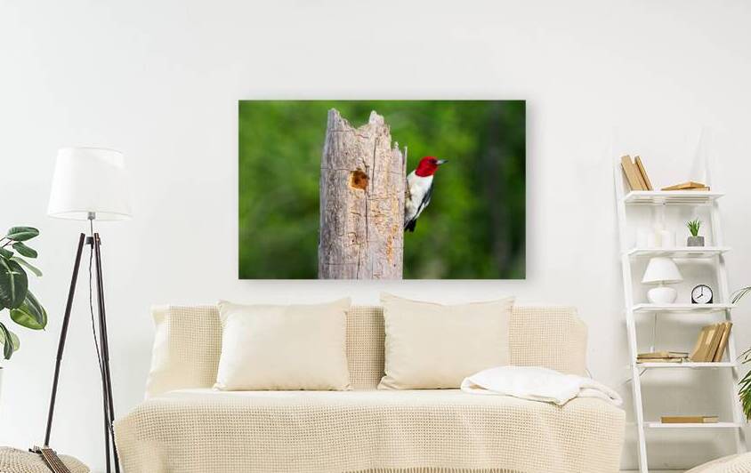 Red-headed Woodpecker - Keeper of the Hollow by Chad Meyer