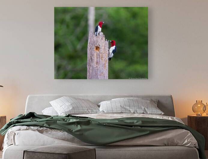 Red Headed Woodpecker Couple - Feeding Time by Chad Meyer