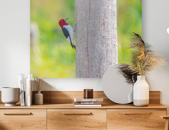Red Headed Woodpecker - Poking Holes by Chad Meyer