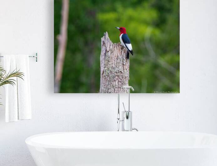 Red Headed Woodpecker Snack Time by Chad Meyer