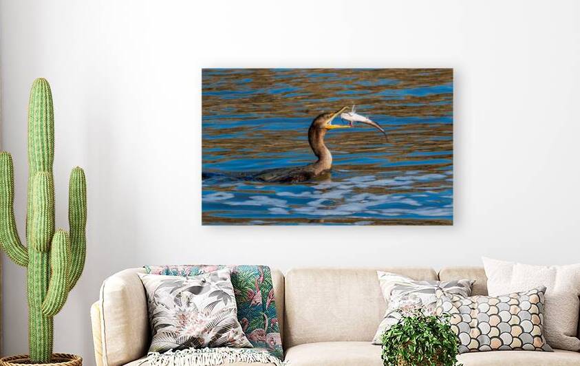 Double-Crested Cormorant – Catch of the Day by Chad Meyer