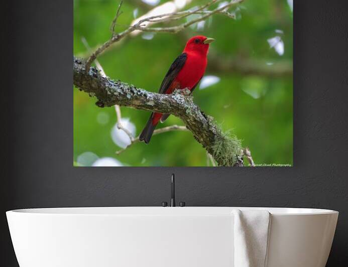 Scarlet Tanager by Chad Meyer