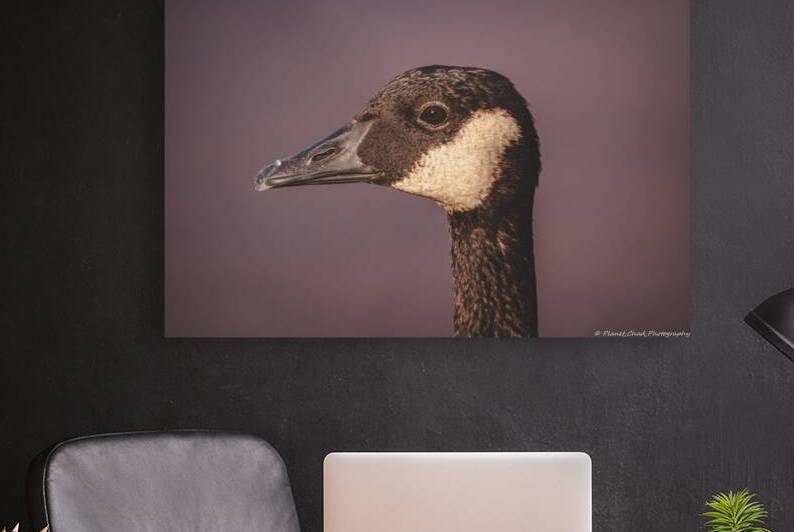 Portrait of a Canada Goose by Chad Meyer