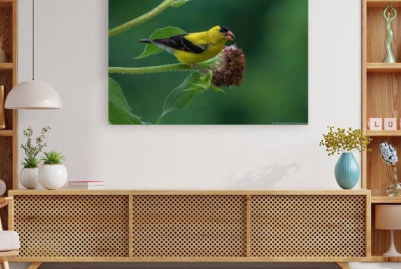 American Goldfinch - Mouthful of Seeds by Chad Meyer