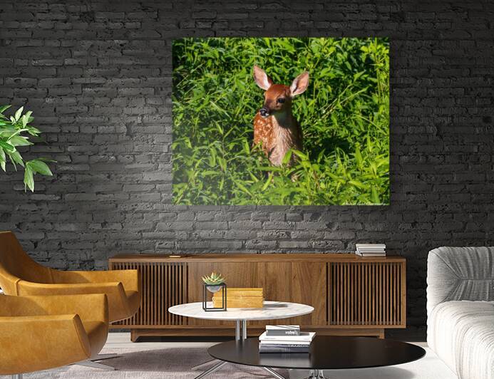 Adorable Fawn by Chad Meyer