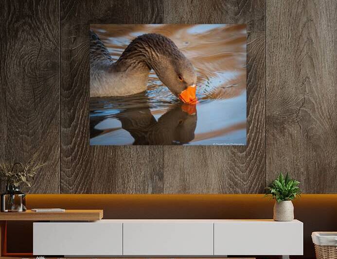 Graylag Goose - Reflection by Chad Meyer
