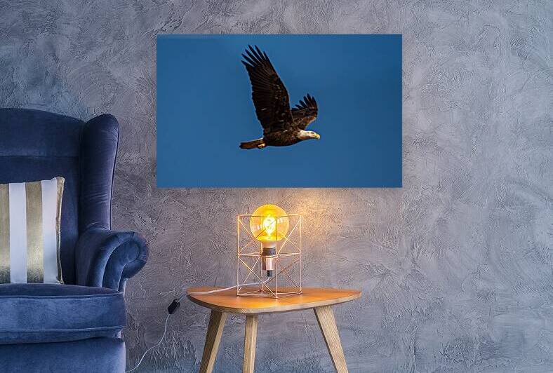 Bald Eagle - In Flight by Chad Meyer
