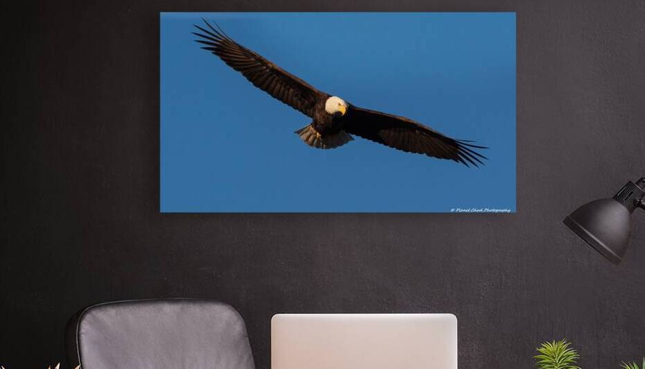 Bald Eagle - On The Hunt by Chad Meyer