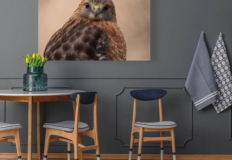 Juvenile Red Shouldered Hawk Portrait by Chad Meyer