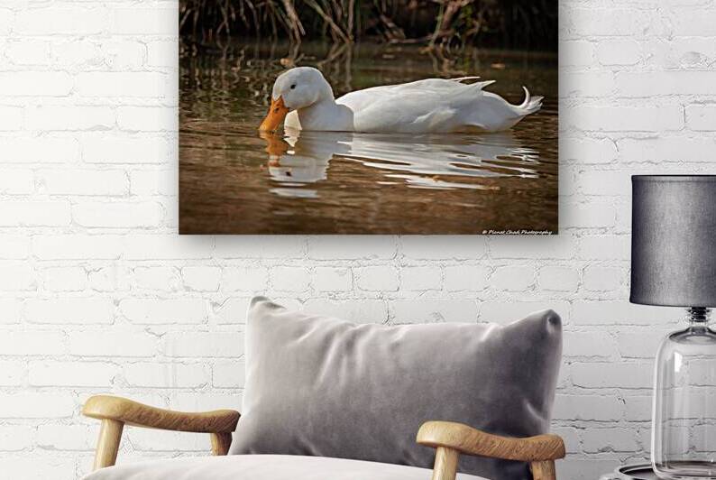  Pekin Duck - Evening Swim by Chad Meyer