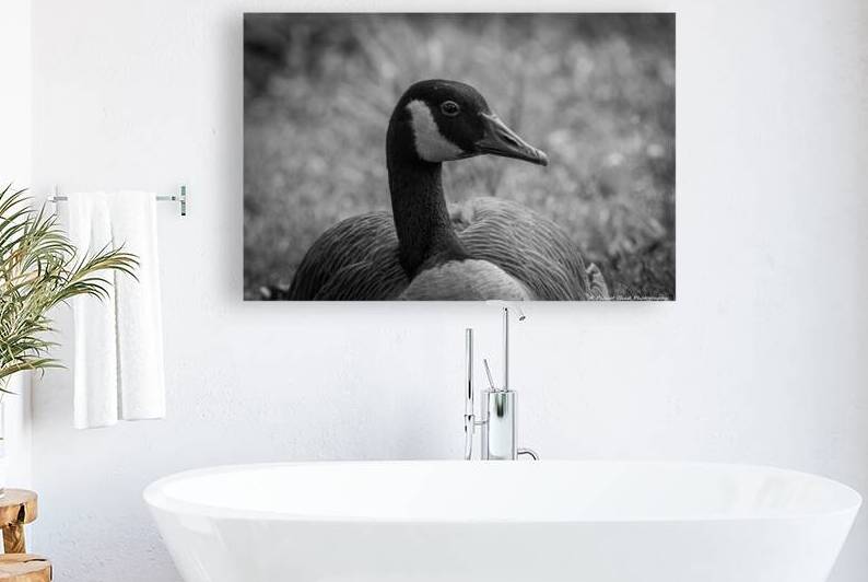 Canada Goose Portrait - Black and White by Chad Meyer