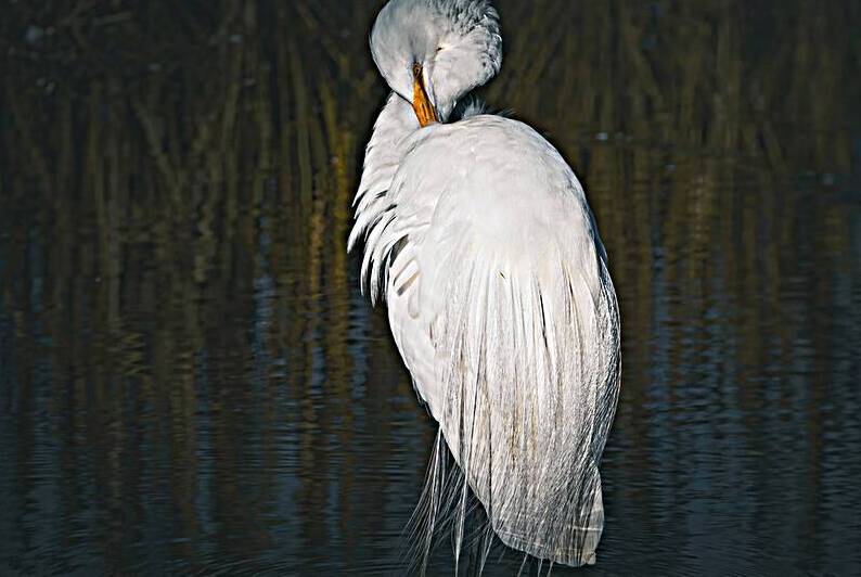  Great Egret - Preening by Chad Meyer