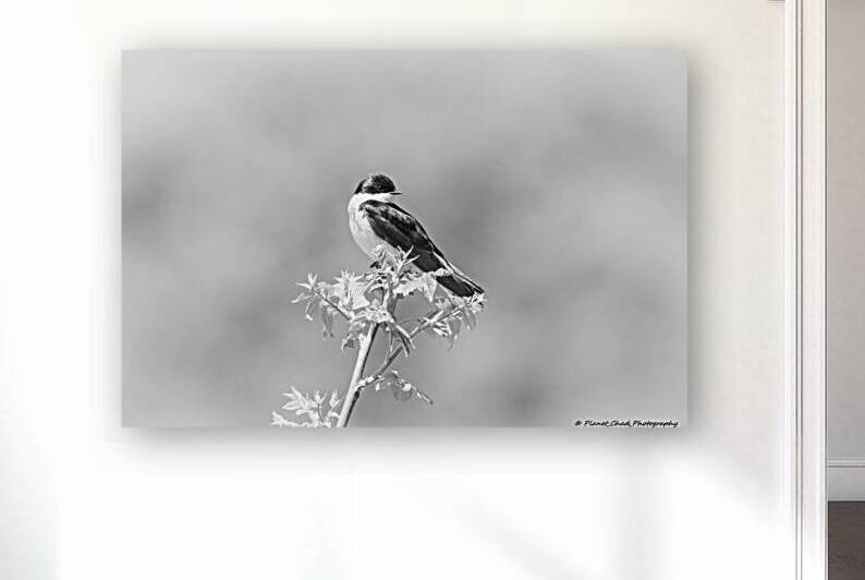 Tree Swallow in Black and White by Chad Meyer