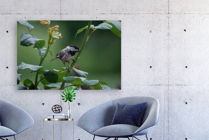 Carolina Chickadee - After The Rain by Chad Meyer