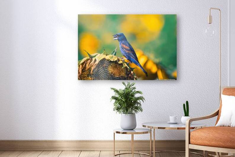 Blue Grosbeak - Summer Love by Chad Meyer