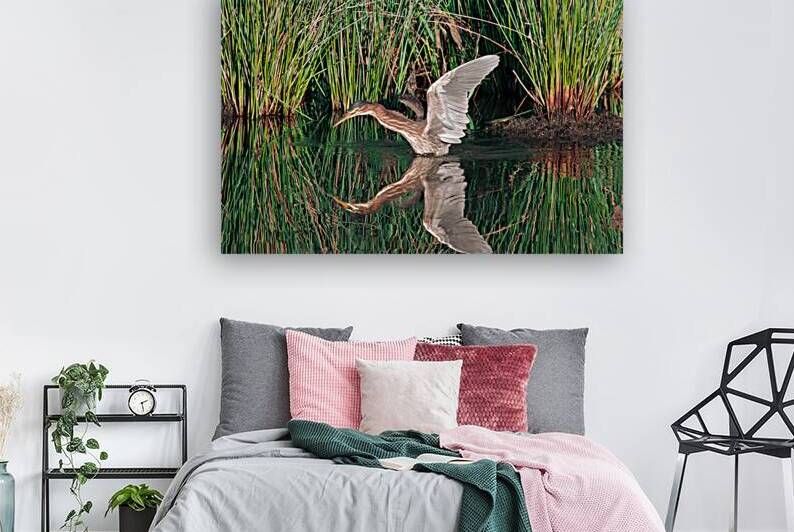 Green Heron - Wings of Stillness by Chad Meyer