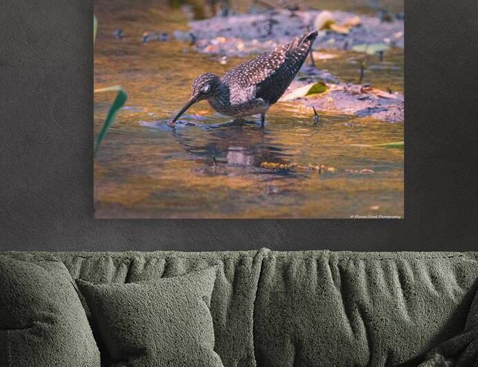Solitary Sandpiper - Evening Sip by Chad Meyer