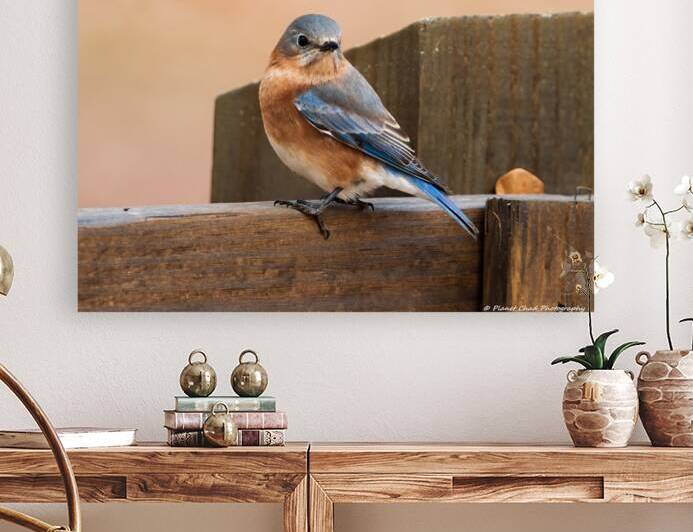 Eastern Bluebird on Fence by Chad Meyer