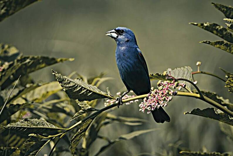 Blue Grosbeak - Vintage Morning by Chad Meyer
