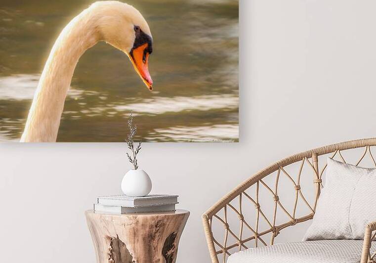 Mute Swan - Morning Glow by Chad Meyer