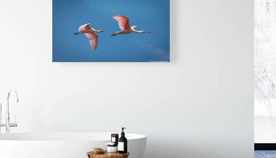 Roseate Spoonbills In Flight by Chad Meyer