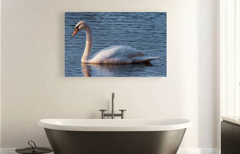Swan Lake by Chad Meyer