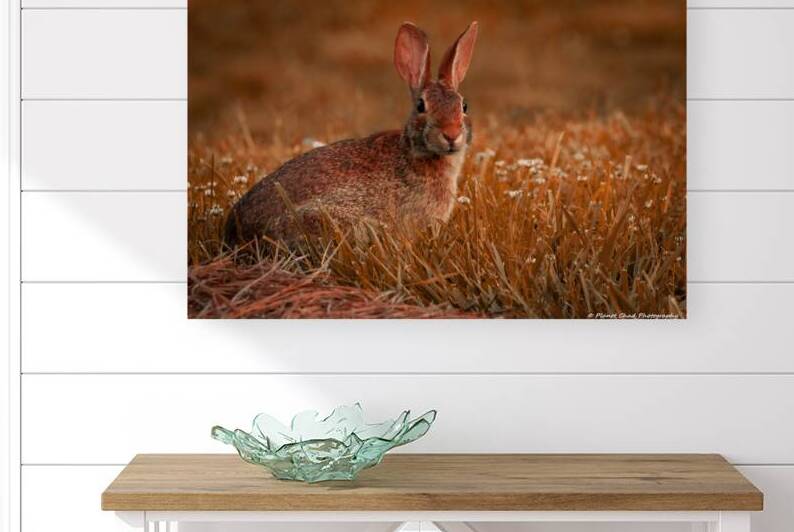 Backyard Bunny - Summer Days by Chad Meyer