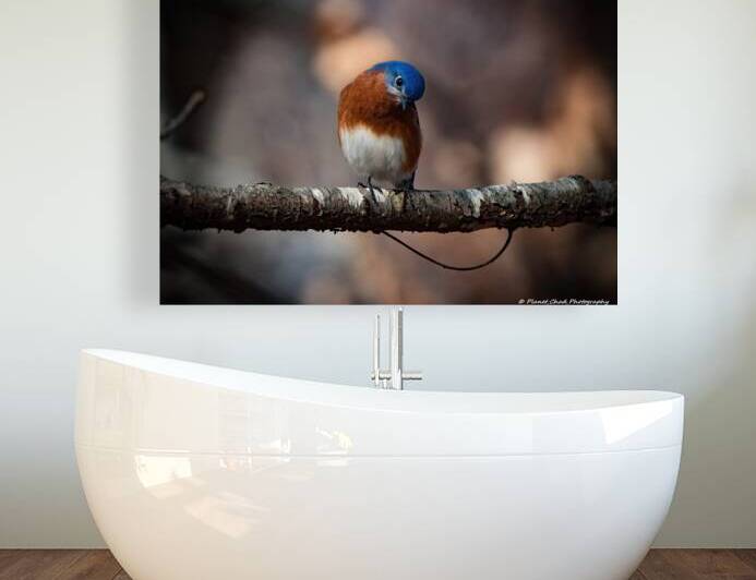 Eastern Bluebird - Inquisitive by Chad Meyer
