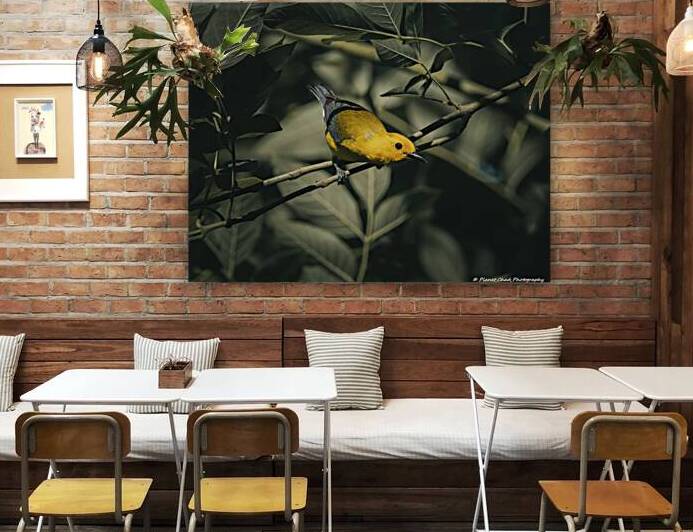 Prothonotary Warbler - Golden Ray of Light by Chad Meyer