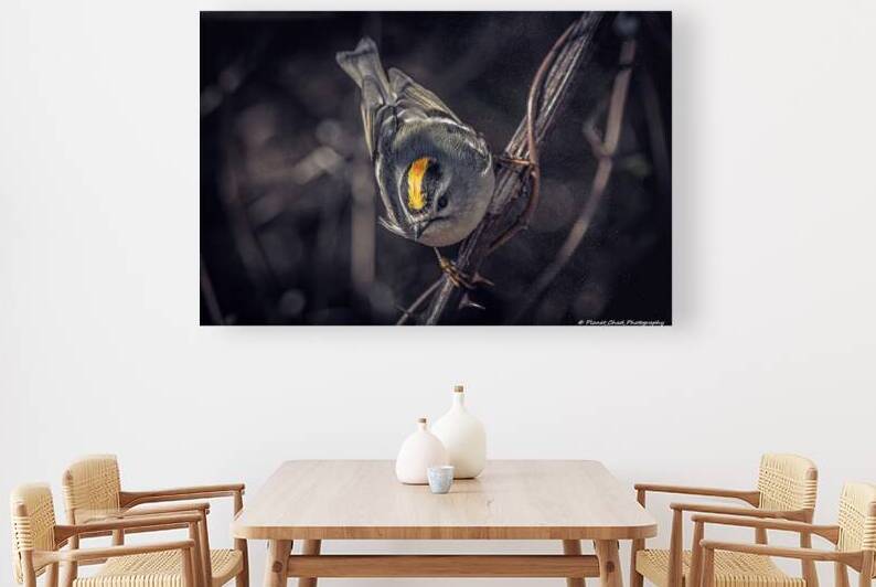 Golden Crown Kinglet - The Crown by Chad Meyer