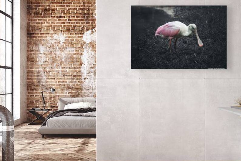 Roseate Spoonbill - Shades of Pink by Chad Meyer