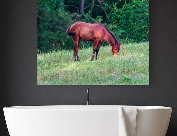 Grazing Horse Reproduction