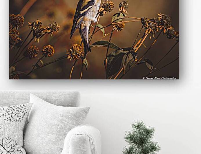 American Goldfinch - First Day of Fall by Chad Meyer