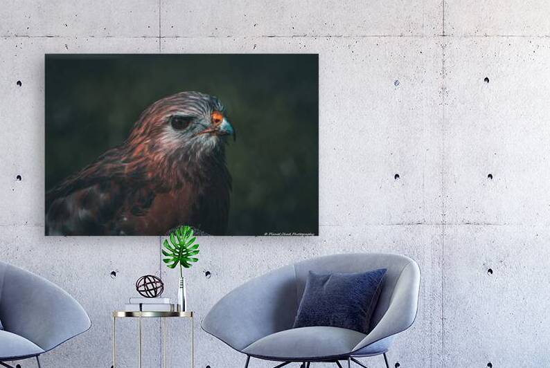 Portrait of a Hawk by Chad Meyer