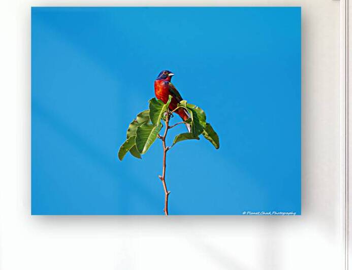 Painted Bunting - Simplicity by Chad Meyer