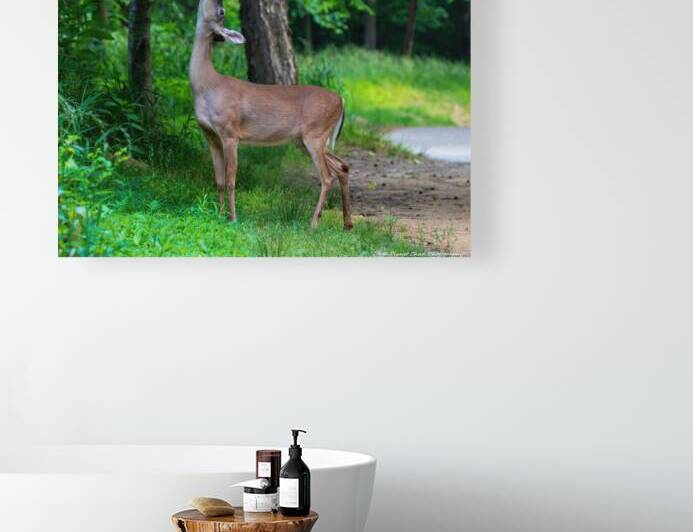 White Tailed Deer in Nature by Chad Meyer