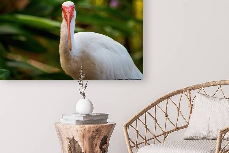 The Happy Ibis by Chad Meyer