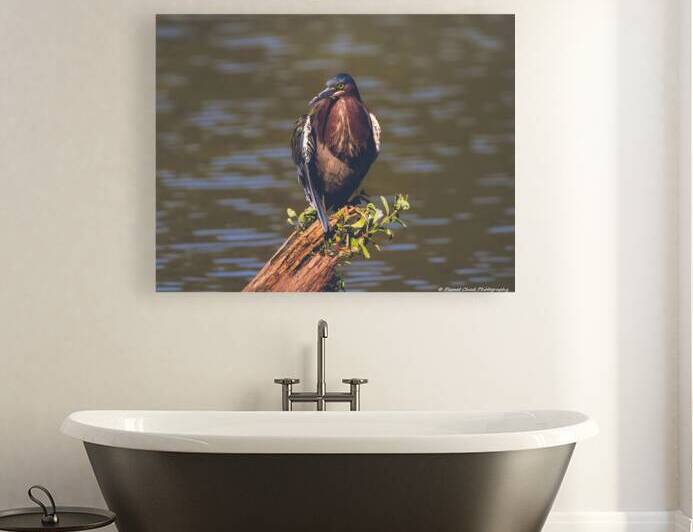 Green Heron - Majestic by Chad Meyer