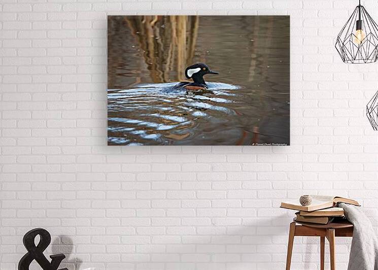 Swimming Hooded Merganser by Chad Meyer