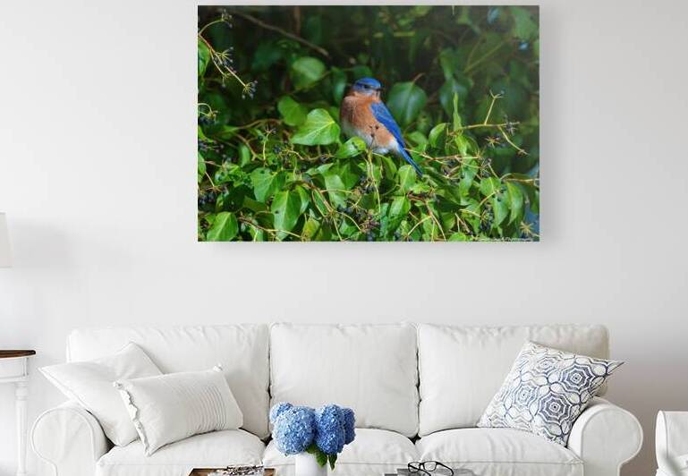 Bluebird in the Berry Tree by Chad Meyer