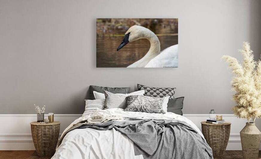 Trumpeter Swan Portrait by Chad Meyer