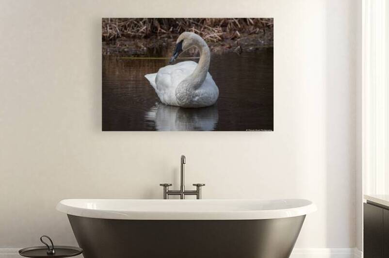 Beautiful Trumpeter Swan by Chad Meyer