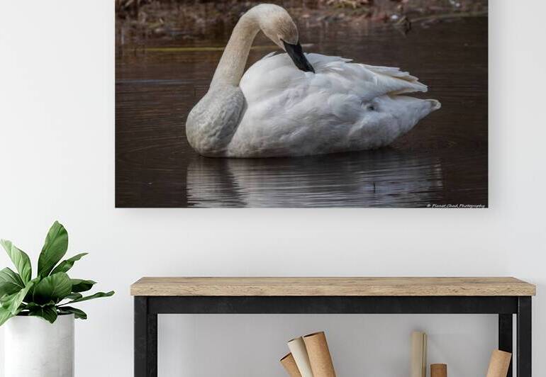 Preening Trumpeter Swan by Chad Meyer
