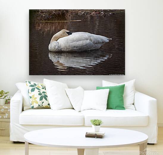 Sleeping Trumpeter Swan by Chad Meyer