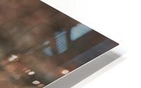 Eastern Cottontail - Backyard Close-Up HD Metal print