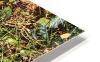 Sycamore Leaf on Grass HD Metal print