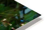 Bluebird in the Berry Tree HD Metal print