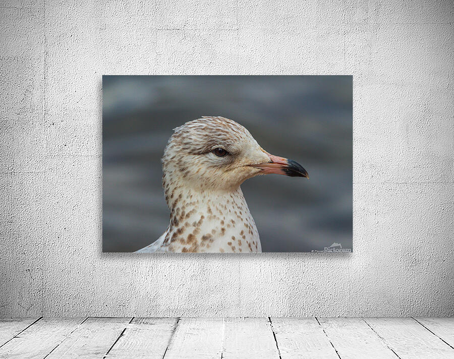 Young Gull Portrait Wall Preview